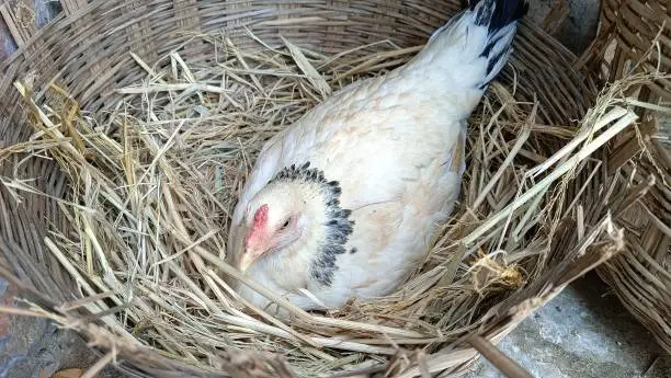 Photo of After laying the chicken eggs, put dry grass in the gampa and incubate it in it. This gampa is made in India by braiding the branches of the willow tree. It is called kodi gampa or chicken basket in Indian language.