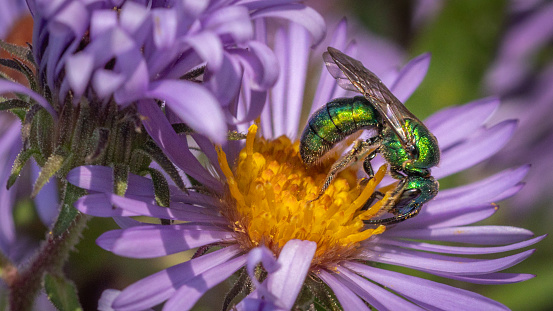 A sweat Bee, (Augochlorella pura) gathers pollen from a New-England aster flowers in autumn.