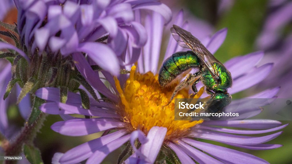 Sweat Bees, (Augochlorella pura) , Augochlorini, Halictidae, halicte pure. A sweat Bee, (Augochlorella pura) gathers pollen from a New-England aster flowers in autumn. Animal Wildlife Stock Photo
