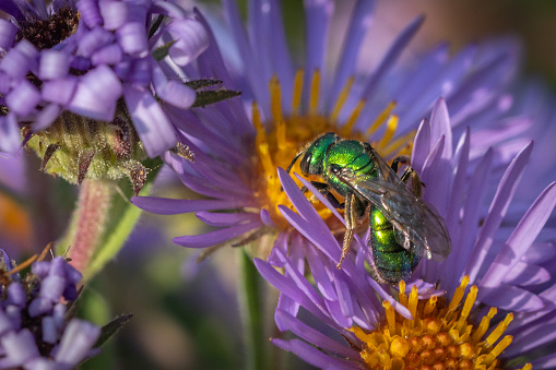 A sweat Bee, (Augochlorella pura) gathers pollen from a New-England aster flowers in autumn.