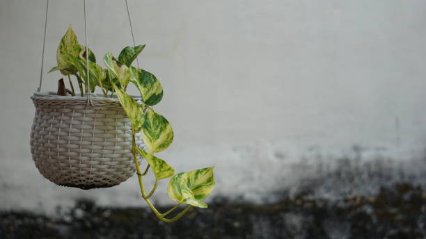 istock ornamental plants in hanging pots in the yard 1711652250