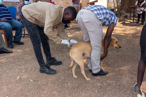 Mozambique - September 28, 2021: Veterinarians vaccinating community pets and stray dogs to promote public health and prevent rabies