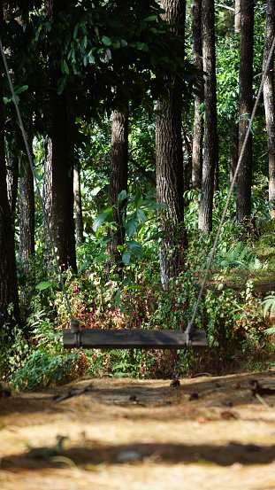wooden swing in the middle of a pine forest