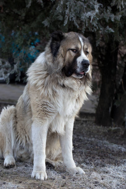 istock Caucasian sheepdog in winter time 1711665377