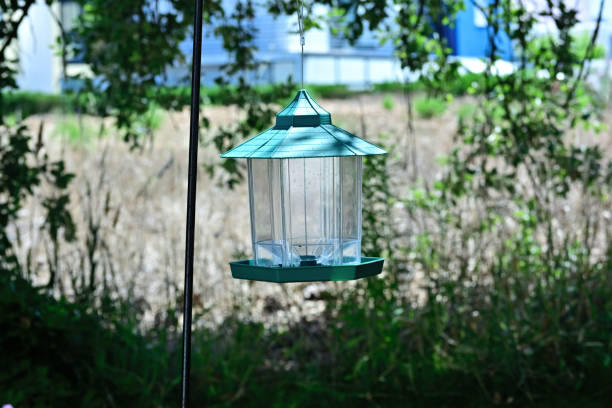 istock world of Birds 1711665379