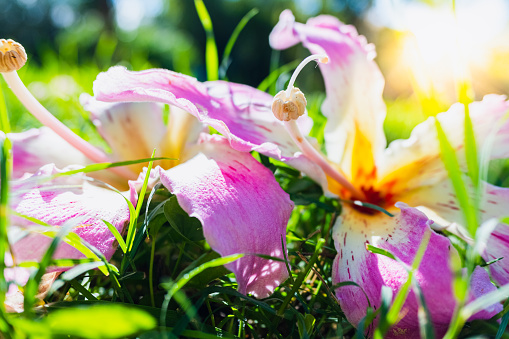 Vibrant colorful flowers fallen on the ground in autumn.