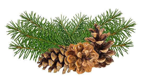 Pine Nut - Fruit of a pine