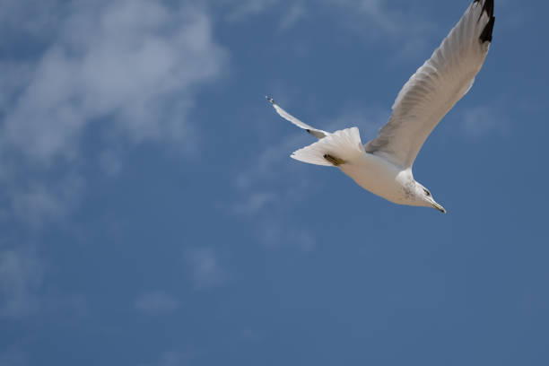 istock Gulls off Lake Michigan 1711691073