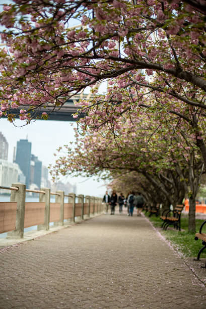 istock Pink Petal Paradise: A Cherry Blossom Walk in New York 1711709744