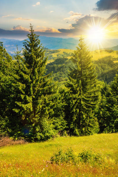 istock slope of mountain range with coniferous forest at sunset 1711720164