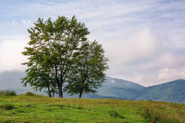 istock trees on the grassy hill. cloudy morning 1711721809