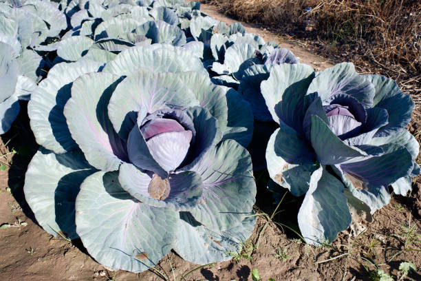istock Red cabbage planted in an orchard seen from above. 1711734687