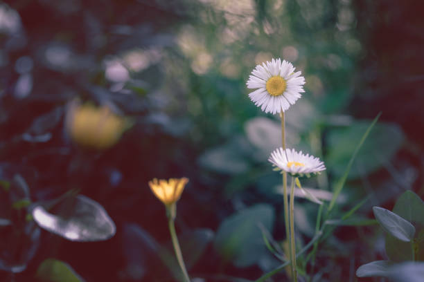istock Daisies on grass melancholic moody style 1711738946
