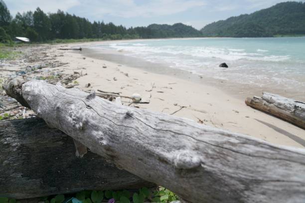 istock Dead Wood Texture On The Beach 1711744565