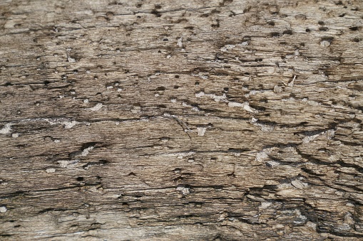 Dead wood texture on the beach with sunlight