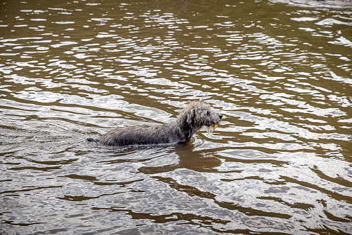 Wet dog in a lake reserved for dogs in Prospect Park in Brooklyn, New York