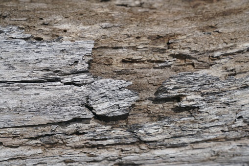 Dead wood texture on the beach with sunlight