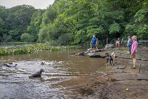 Prospect Park, Brooklyn, New York, USA - August 13th 2023:  In one of the lakes a part is reserved for dogs and dog owners who like to take a dip in the water