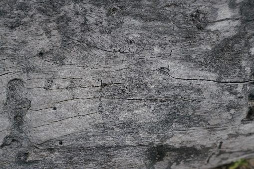 Dead wood texture on the beach with sunlight