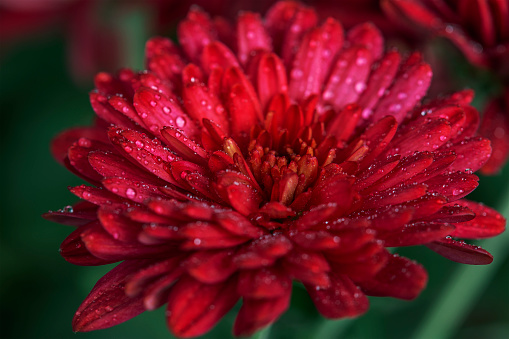 Close-up of a beautiful red Gerbera flower with water drops on a black background. Shallow depth of field.