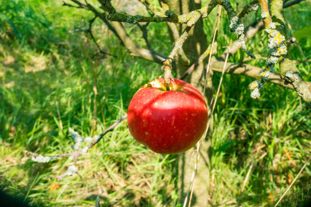 istock A red apple with a round hole hanging on an apple tree. Wasps on an apple. 1711758434