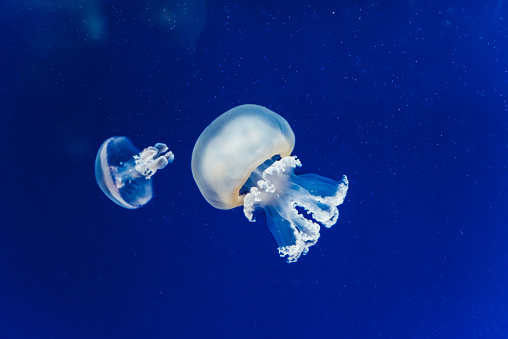 Marine creatures, Medusozoa, jellyfish with jelly-like body and bell shape.