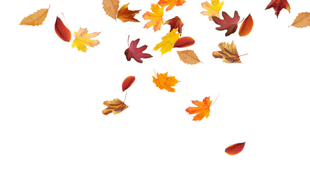 istock Falling leaves in autumn isolated on white background 1711772256