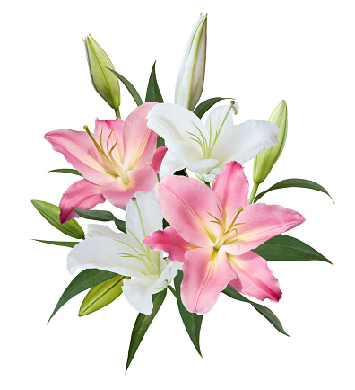 Beautiful white and pink Lily flower bouquet isolated on white background