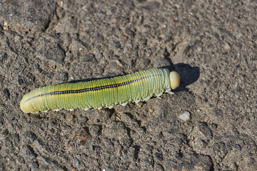Caterpillar on bitten leaf - animal behavior.