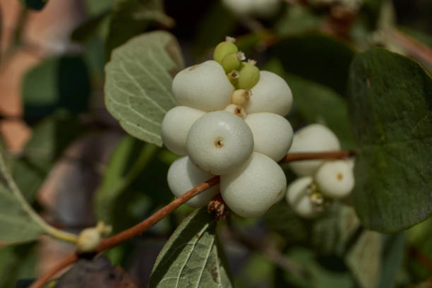 snowberry, ou baga da neve ou wolfberry (lat. symphoricarpos.) - gênero de arbustos decíduos, família das madressilvas (caprifoliaceae). - wolfberry - fotografias e filmes do acervo