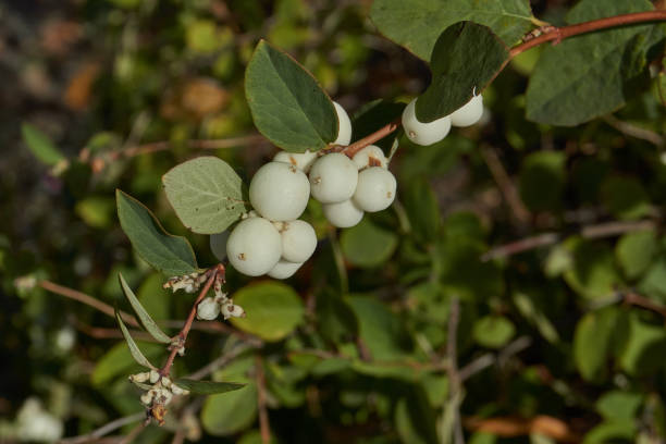 Snowberry, or snow berry or wolfberry (lat. Symphoricarpos.) - genus of deciduous shrubs, honeysuckle family (Caprifoliaceae). Snowberry, or snow berry or wolfberry (lat. Symphoricarpos.) - genus of deciduous shrubs, honeysuckle family (Caprifoliaceae). Autumn. wolfberry stock pictures, royalty-free photos & images