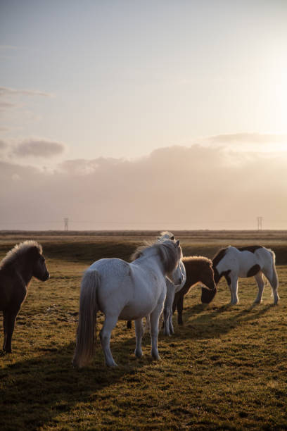 istock Icelandic Horses at sunrise. 1711790192