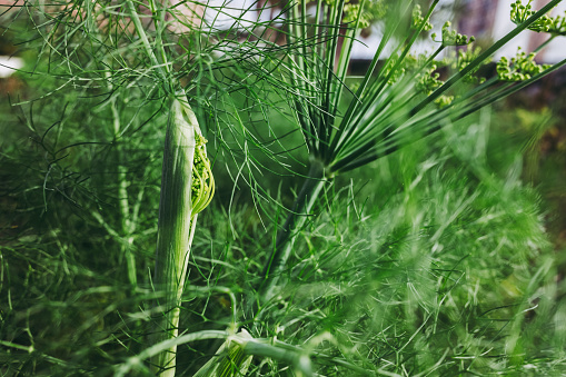 Fennel plantation, Foeniculum vulgare, with its bulbous seeds and roots, typical of Mediterranean cuisine.