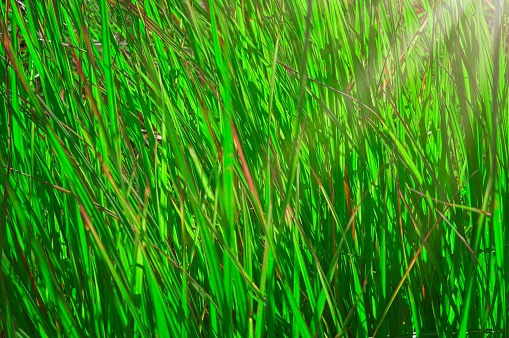 Sun filters through bright green grass in upcountry section of Hawaii Volcanoes National Park. Design element as abstract background with copy space.