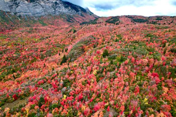 istock The Autumn Leaves 1711809226