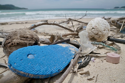 Dead bottlenose dolphin, mostly consumed by sharks, with bite marks visible on remaining exterior and fins. Photo taken at Anastasia beach state perk in St. Augustine, Florida. Nikon D750 with Venus Laowa 15mm macro lens