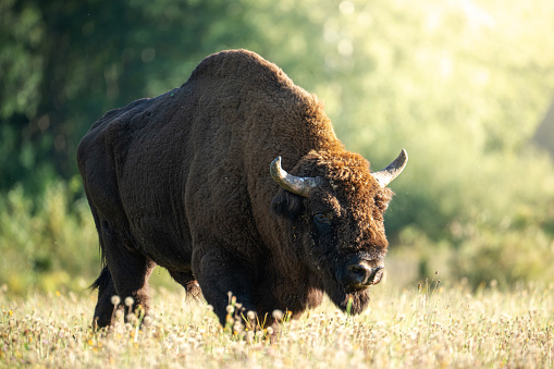 Wild bison grazing on field at sunset. Close-up portrait of european male bison. Zubr in sunlight.