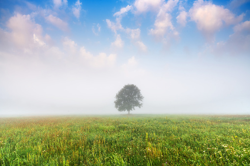 Spring landscape of green fields with wild flowers. Tree in foggy spring morning scene under blue sky with fluffy clouds.