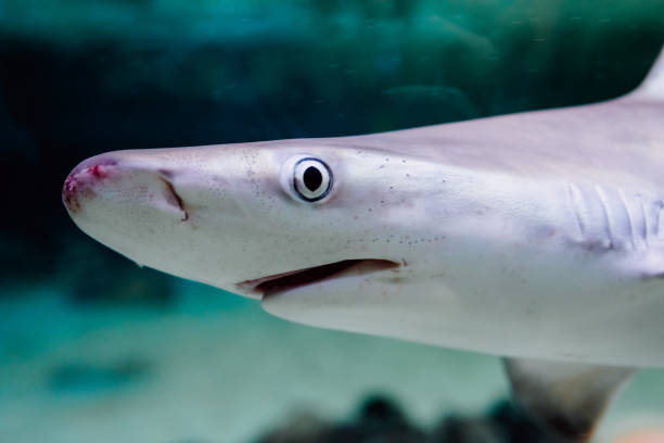istock Sharks swimming in a captive pond with deep eyes. 1711824007