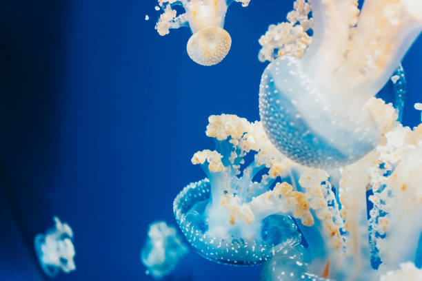 istock Group of jellyfish that disgust while being beautiful and transparent. 1711824537
