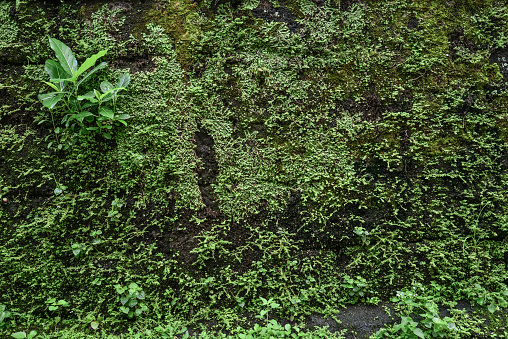 Old brick moss-covered wall. Grunge background