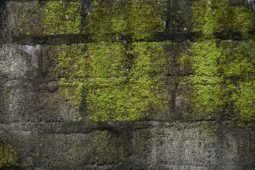 Old concrete moss-covered wall. Grunge background