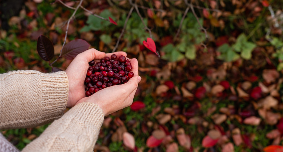 Female hands hold red cranberries on a background of autumn leaves.