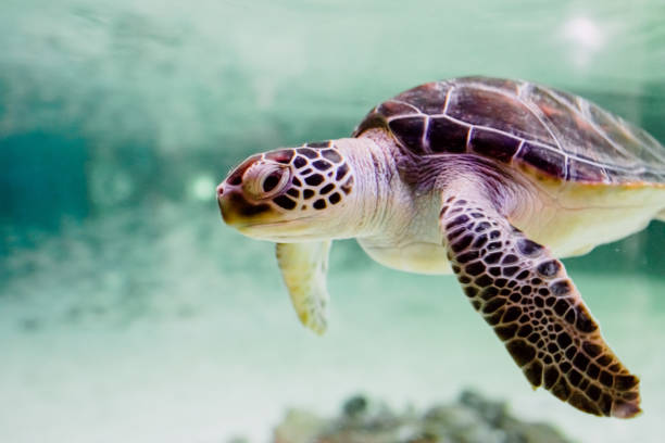 istock Small sea turtle -Chelonioidea- swimming inside a shallow sea. 1711833070