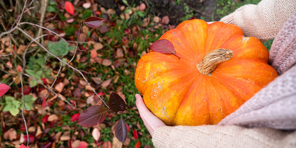 Harvested pumpkins on a farm