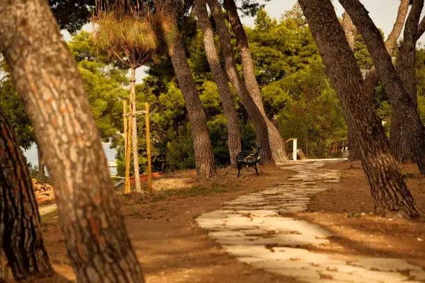 Rear view of a dog running on a path in the park