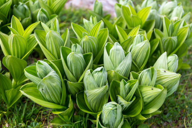 istock Veratrum album (or false helleborine, white hellebore, Veratrum lobelianum) 1711849715