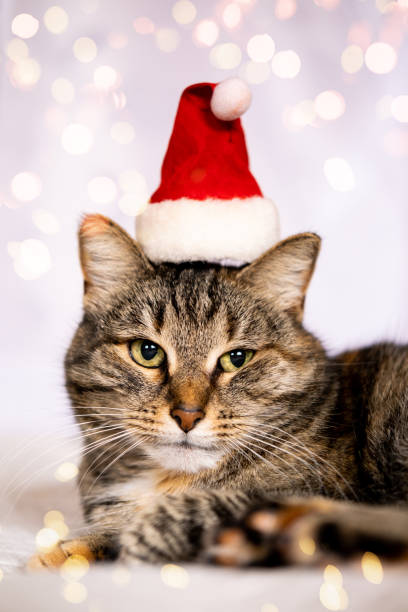 istock Funny cute cat in Santa hat 1711853146