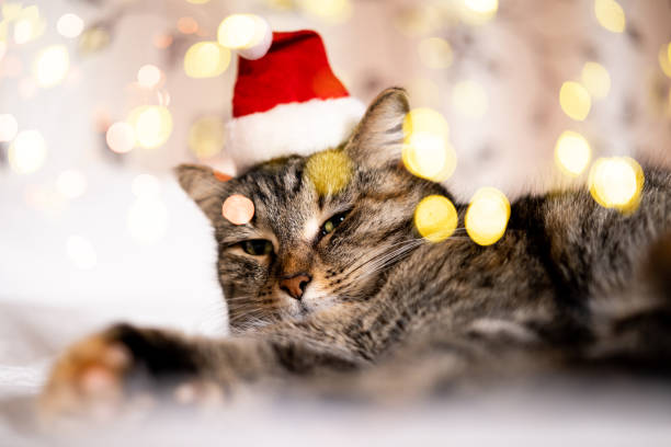 istock Funny cute cat in Santa hat 1711854183