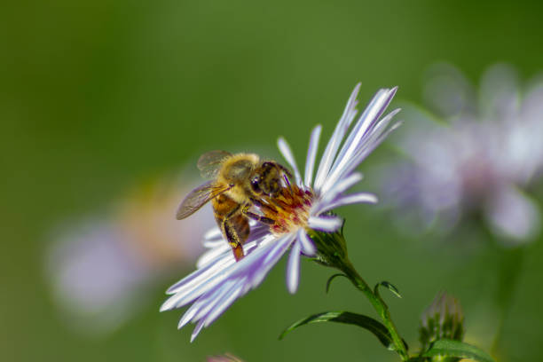 honey bee on a camomile blossom stock photo